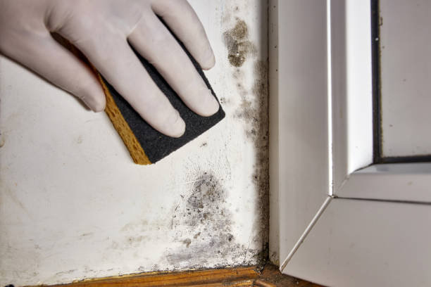 Best Mold Damage Restoration  in Pontotoc, MS